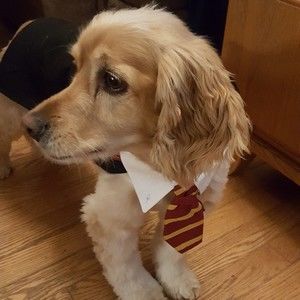 Meet your Posher, Sherie